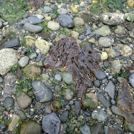 Many tiny creatures live in the tidepools here. Watch where you step!