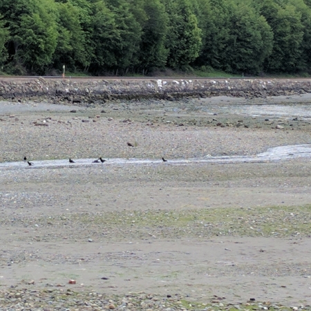 Corvids were splashing and playing with each other in the tidal stream.