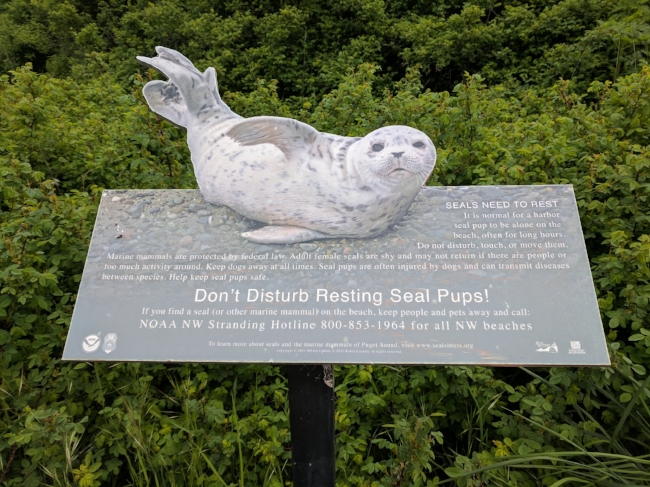 I didn't see any but evidently baby seals rest on this beach! Another reason to visit again.