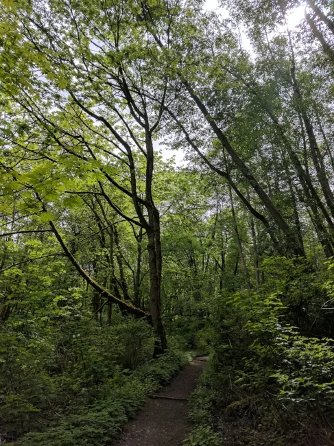 After the beach, I turned uphill and explored the forest trails.