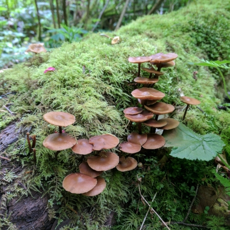 We are definitely a long way from Colorado. Check out those 'shrooms!