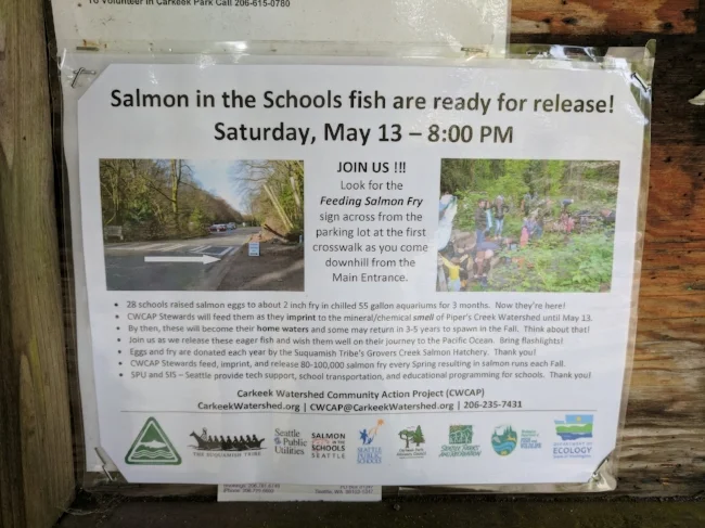 Local schoolchildren raise tiny salmon, who are later released into the streams of Carkeek Park, from which they'll journey to the Pacific Ocean... and then in the fall, return to spawn!