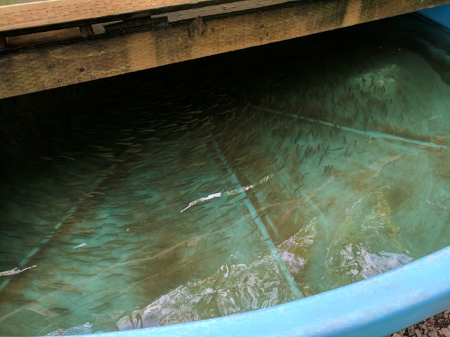 Nearing their release time, these baby fish are kept in a tank irrigated with diverted Carkeek Park stream water, so that they'll imprint on the tastes and smells of their home water.