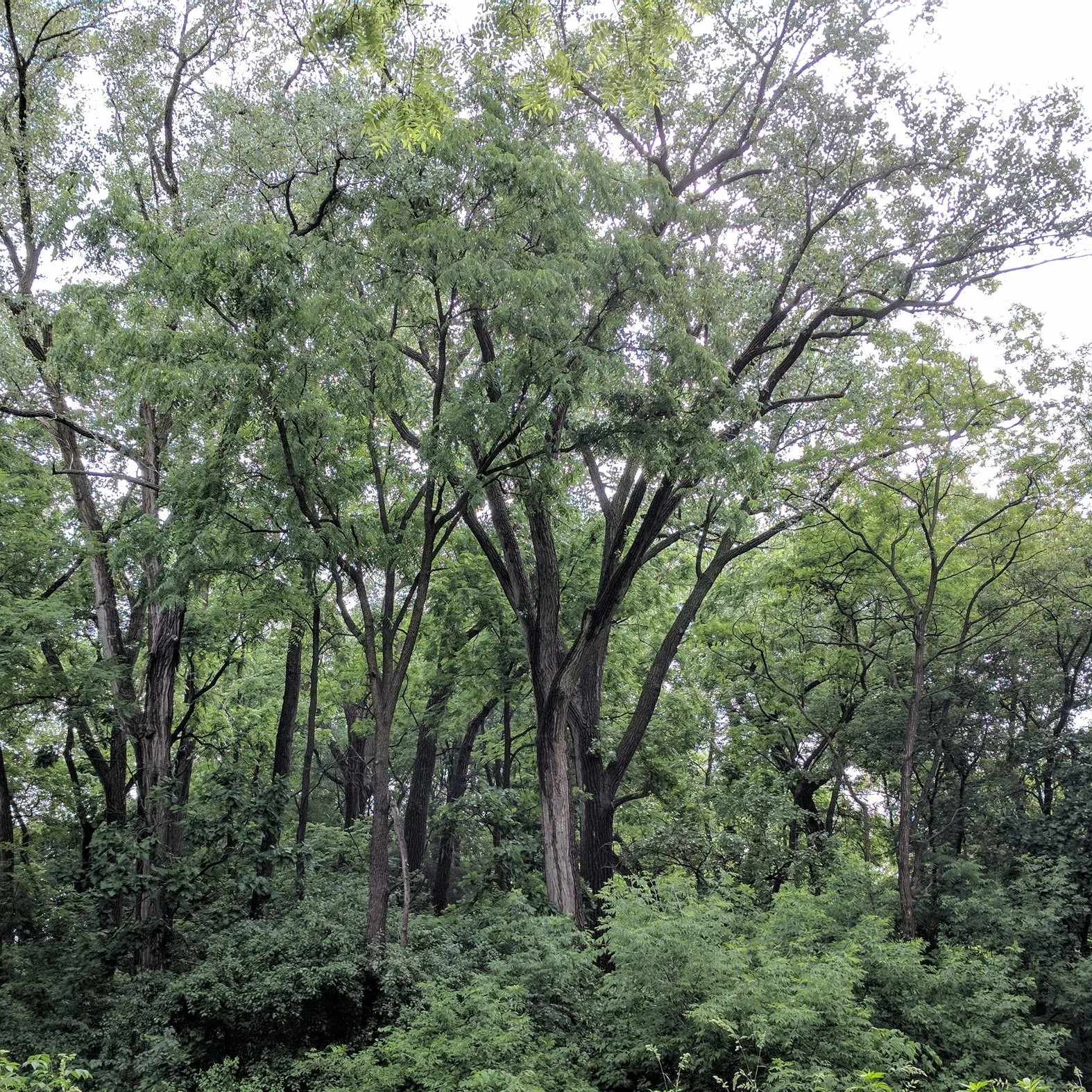 The Wilds of Middleton, Wisconsin: Pheasant Branch Conservancy