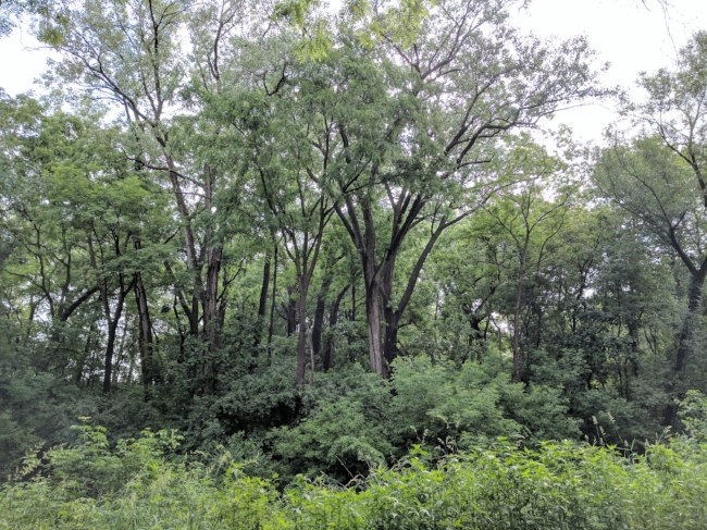 Gorgeous trees along this forested trail.