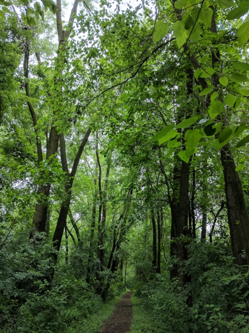 This Colorado girl is perpetually stunned by dense, wet forests like this one.