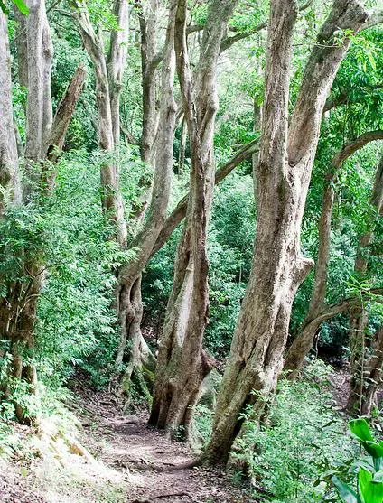 The trees along the entire course were phenomenal: SO different from what we experience in Colorado! Photo by Robert P. Smith.