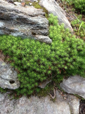 Close to the top, the vegetation starts to resemble the tiny plants one sees at very high elevations in Colorado.