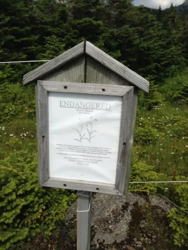 Signs in this area warn hikers to keep on the trails and avoid picking endangered Scabrous black sedge . I didn't see any; maybe they've already bloomed and gone to seed for the summer?