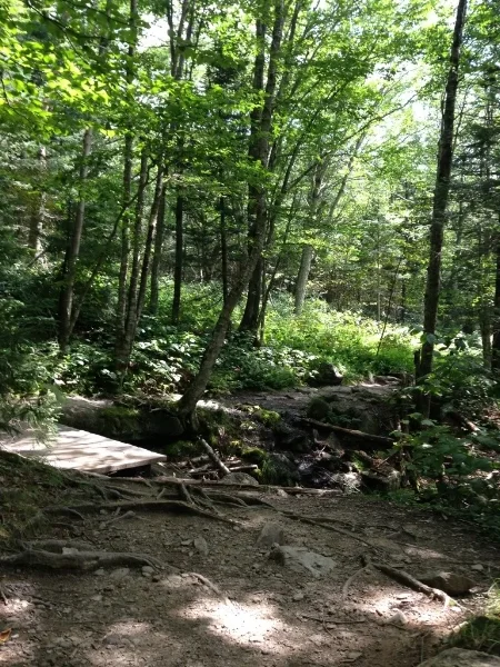 The last bit of Sunset Ridge is a very runnable meander through the trees, followed by a quick jaunt to the parking lot.