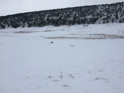 The prairie dogs weren't even out today.