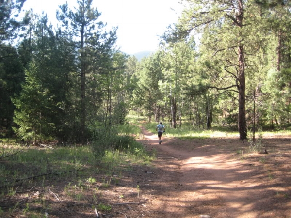 Forested trail between the Buffalo Creek and Shinglemill aid stations.