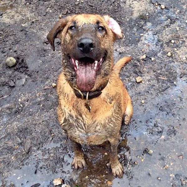 I have no photos from that day, but this pup's expression totally captures the feeling.