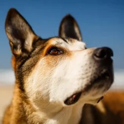 An Ode to our Companions in Adventure