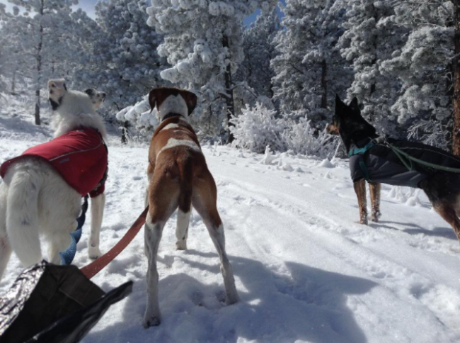 Gus, Newton and Roo love to run in the snow.