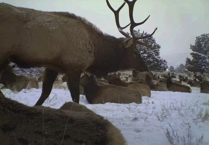 Large elk herd.