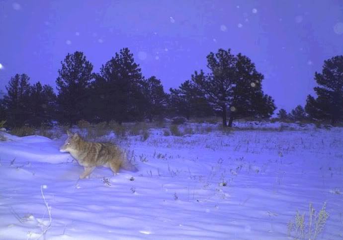 Coyote in the snow.