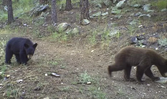 Black bear cubs.