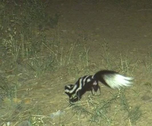 Western spotted skunk.