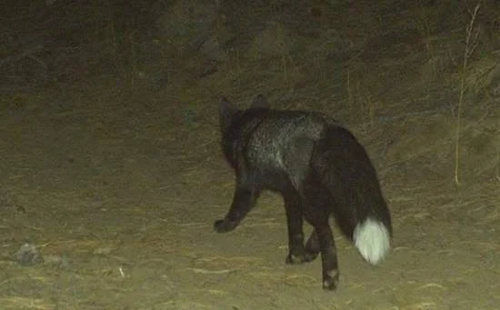Fox.