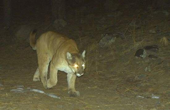 Mountain Lion.