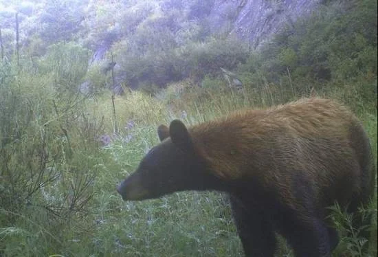 Cinnamon black bear.