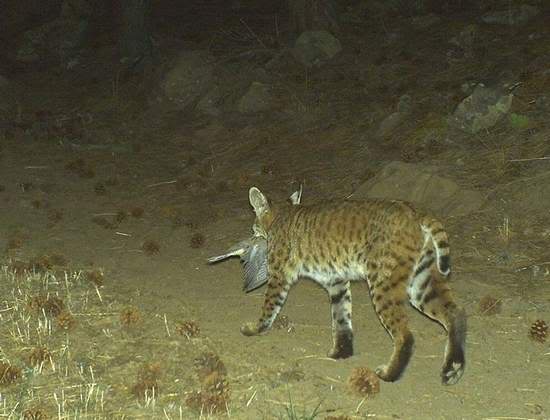 Bobcat.