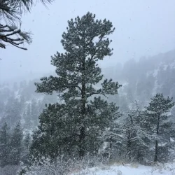 Dashing Through The Snow
