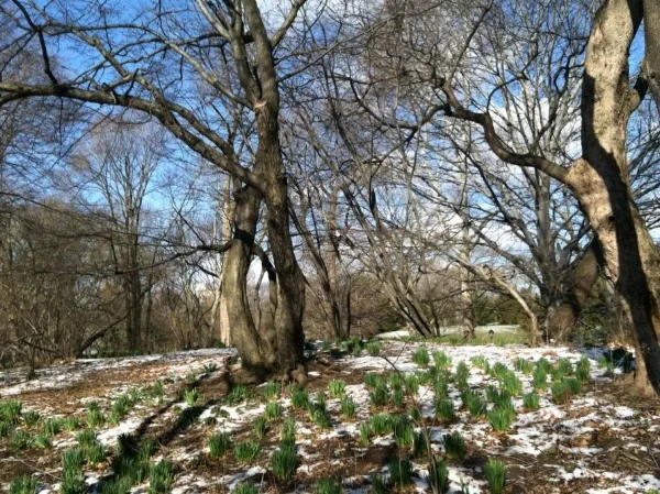 Crocuses and daffodils sprouting up through the snow in Central Park on the first day of spring
