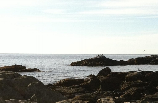 Lots of sea birds