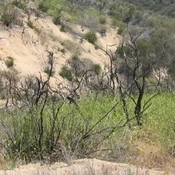 Wildwood Fire - Nineteen Months Later