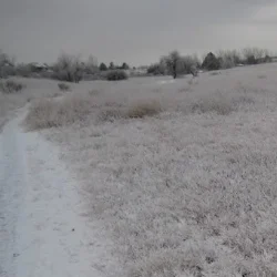 Pineridge In Winter