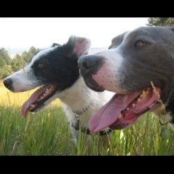 A Ten-Legged Running Machine