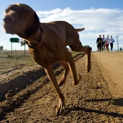 Forget the Treadmill. Get a Dog.