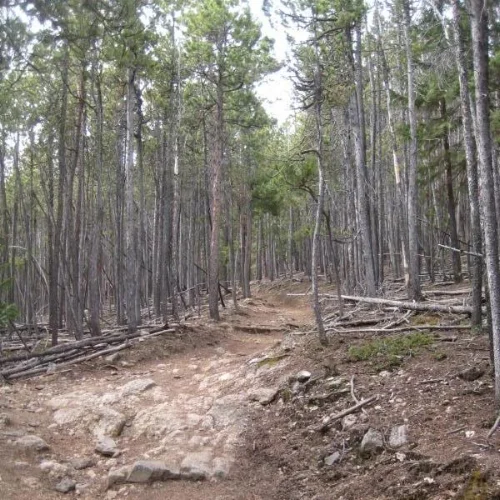 The trail descending toward Rainbow meanders through fairly dense forest.