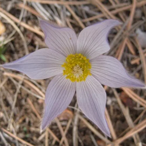 Pasque flowers lined the trail.