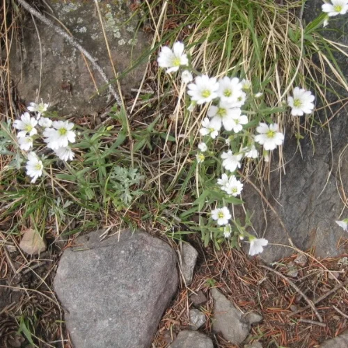 There was a pretty good variety of wildflowers blooming.