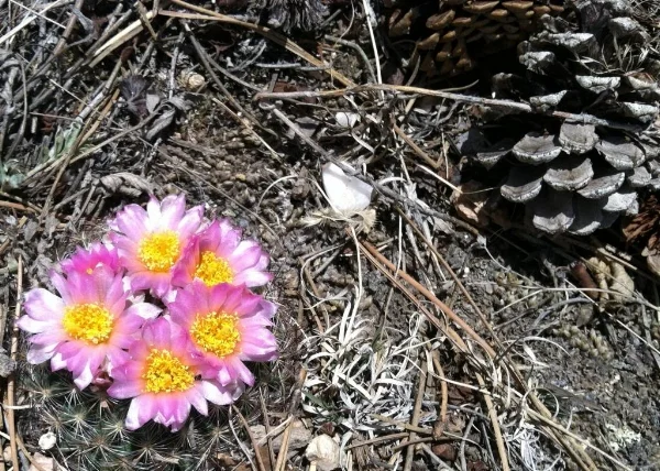 Flowers!