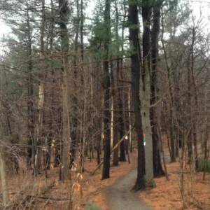 Follow orange for the Reservoir Trail, green for the mountain bike loop, and white for the Skyline Trail.