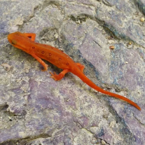 These gorgeous salamanders were all over the trail today!