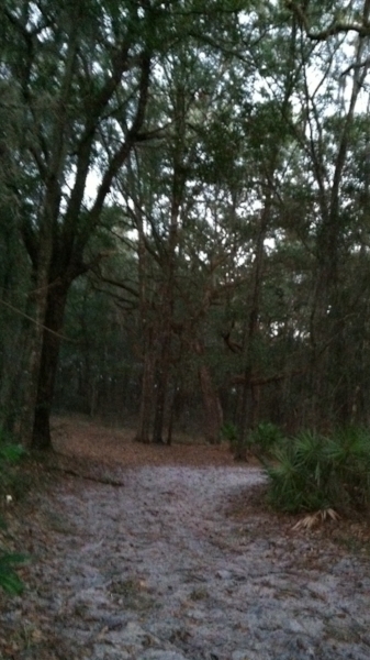 Not far from the trailhead, the white sand trail invites me into the forest.
