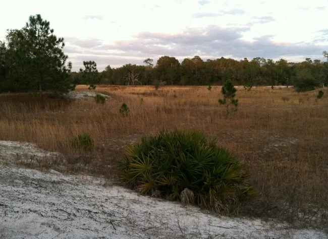 The freshwater depression marsh (the low-lying grassy ground toward the right of the photo), dry at this point in the year.
