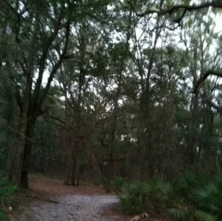 Ross Prairie State Forest - Ocala, Florida