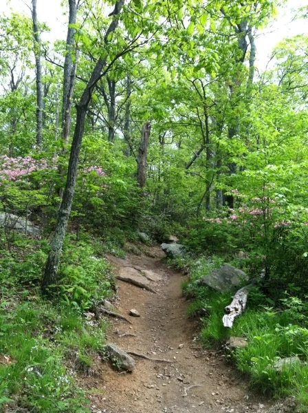 Blossoming plants along the trail between Byrd's Nest and Old Rag's summit.
