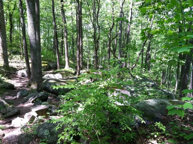 Shady, rocky forest typical of the Old Rag and Robertson Mountain trails.