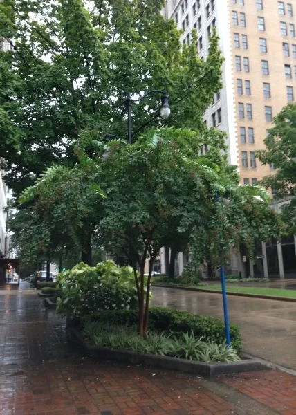 Birmingham's lovely downtown, with tree-lined streets.