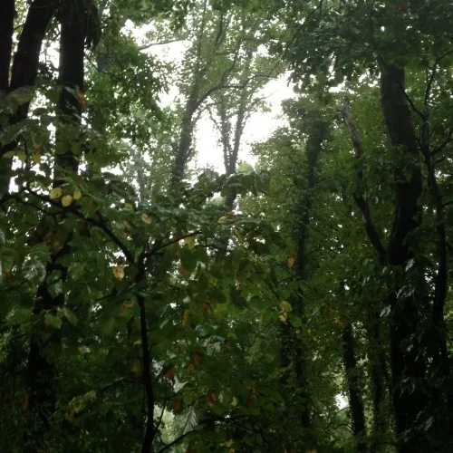Close to downtown Birmingham, on the Vulcan Trail you can feel like you're miles away.
