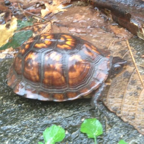 This little turtle was the only other creature I met as I ran in the rain.