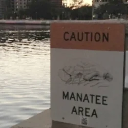 A Morning Run in Manatee Country