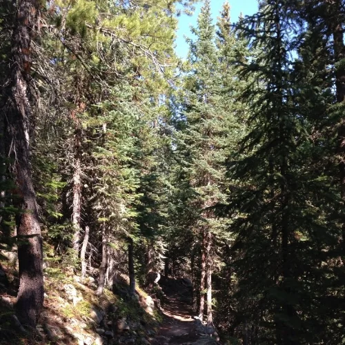 A forested trail between Ouzel Falls and the higher altitudes of Ouzel Lake.